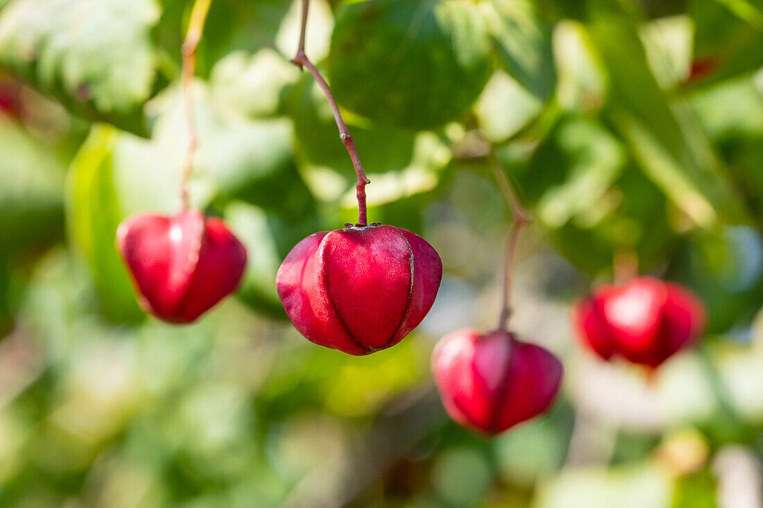 Euonymus europaeus 'Red Cascade'