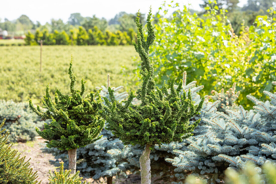 Chamaecyparis obtusa 'Teddy Bear', Stamm