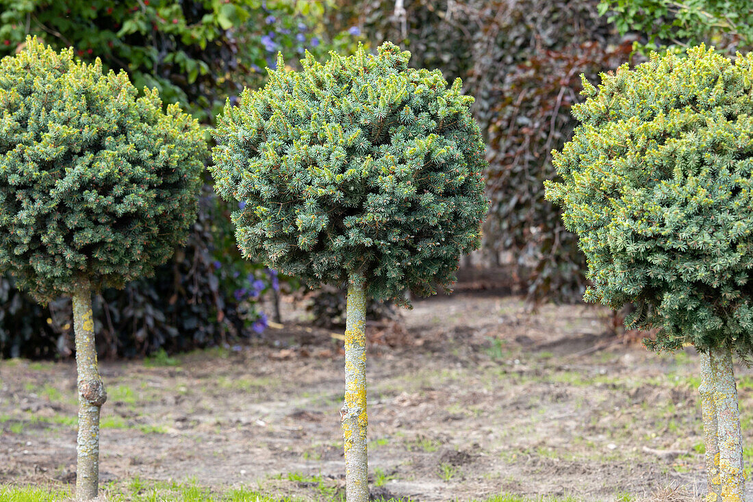 Picea sitchensis 'Nana', Stamm