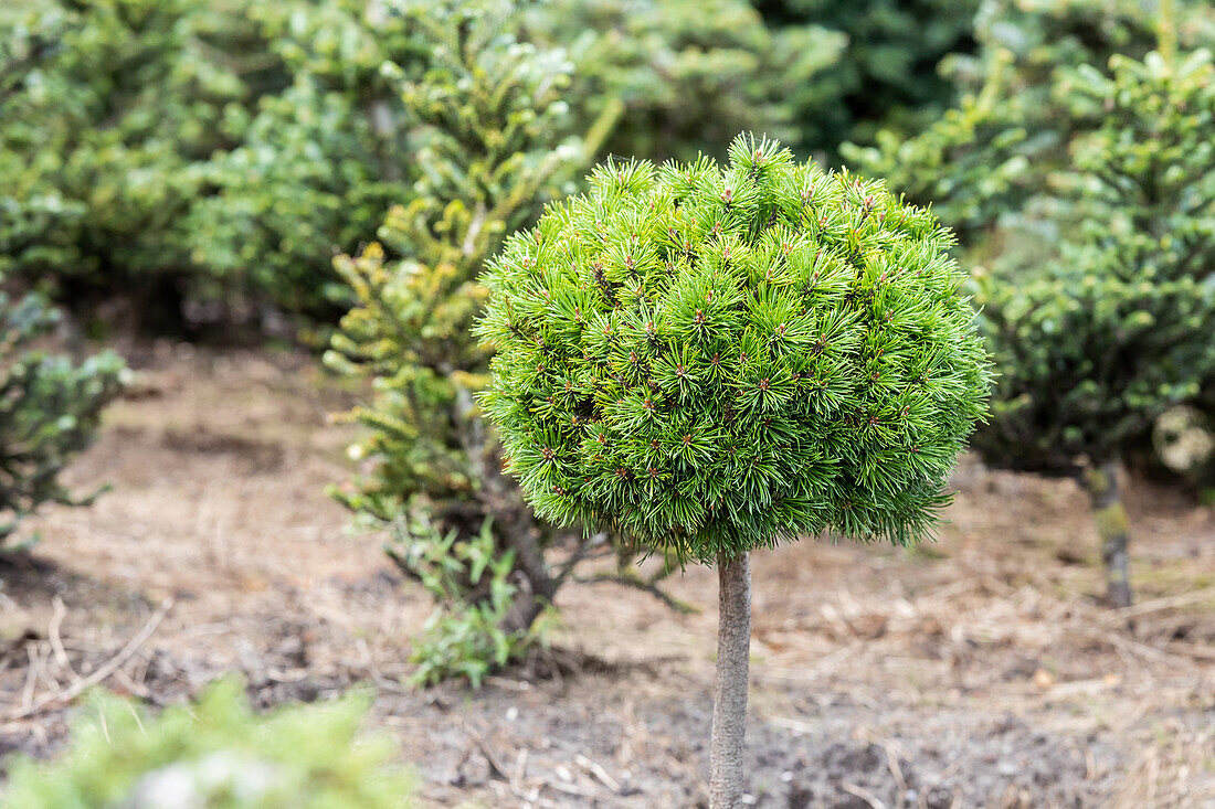 Pinus mugo 'Mini Mops', trunk