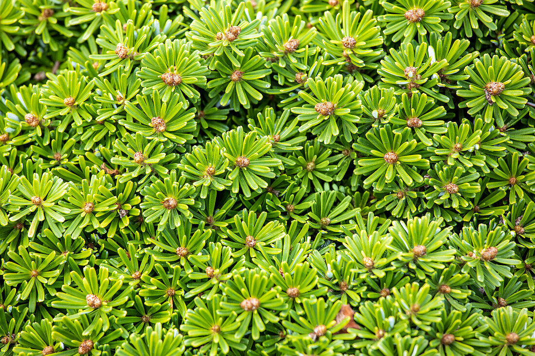 Abies koreana 'Grüne Spinne'