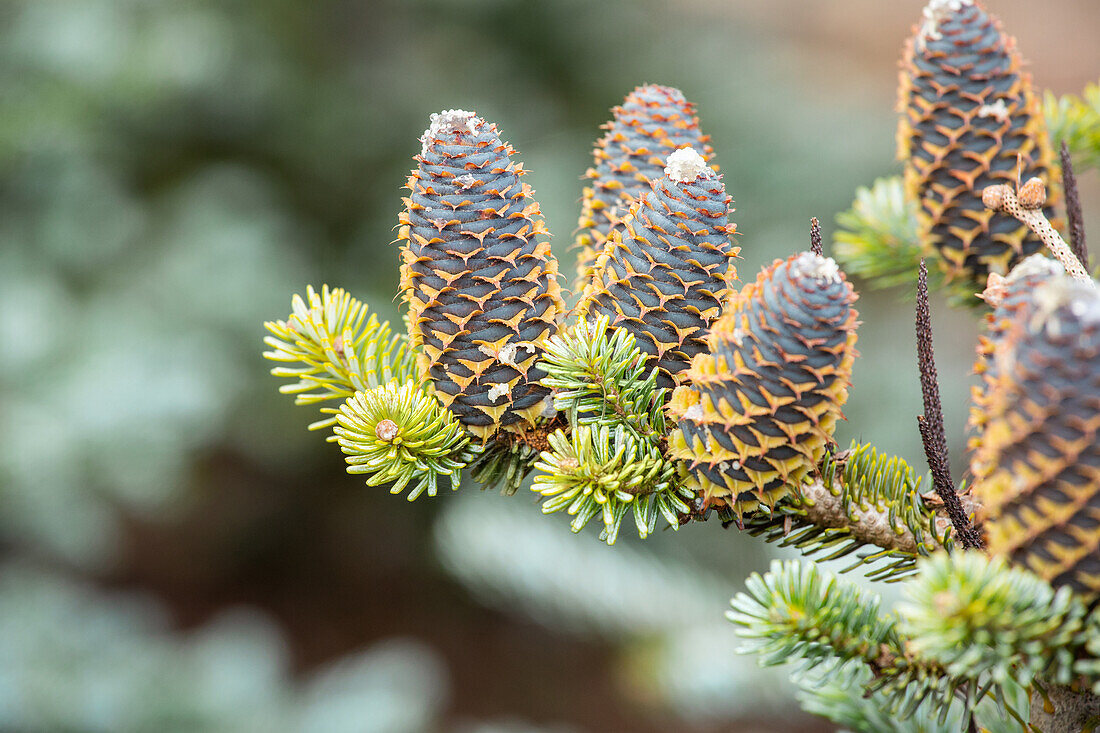 Abies koreana 'Silberlocke'