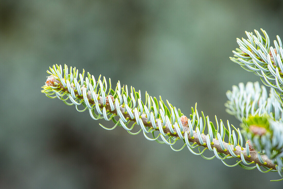 Abies koreana 'Silberlocke'