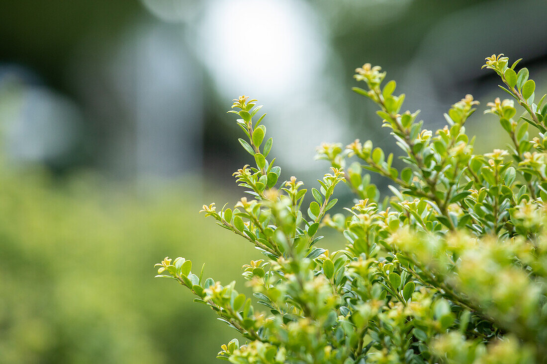 Ilex crenata 'Glorie Dwarf'