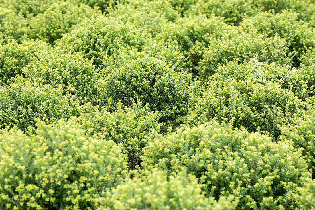 Ilex crenata 'Glorie Dwarf'