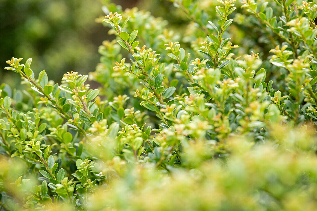 Ilex crenata 'Glorie Dwarf'