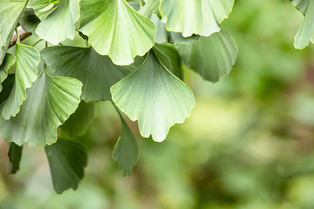 Ginkgo biloba 'Baldi'