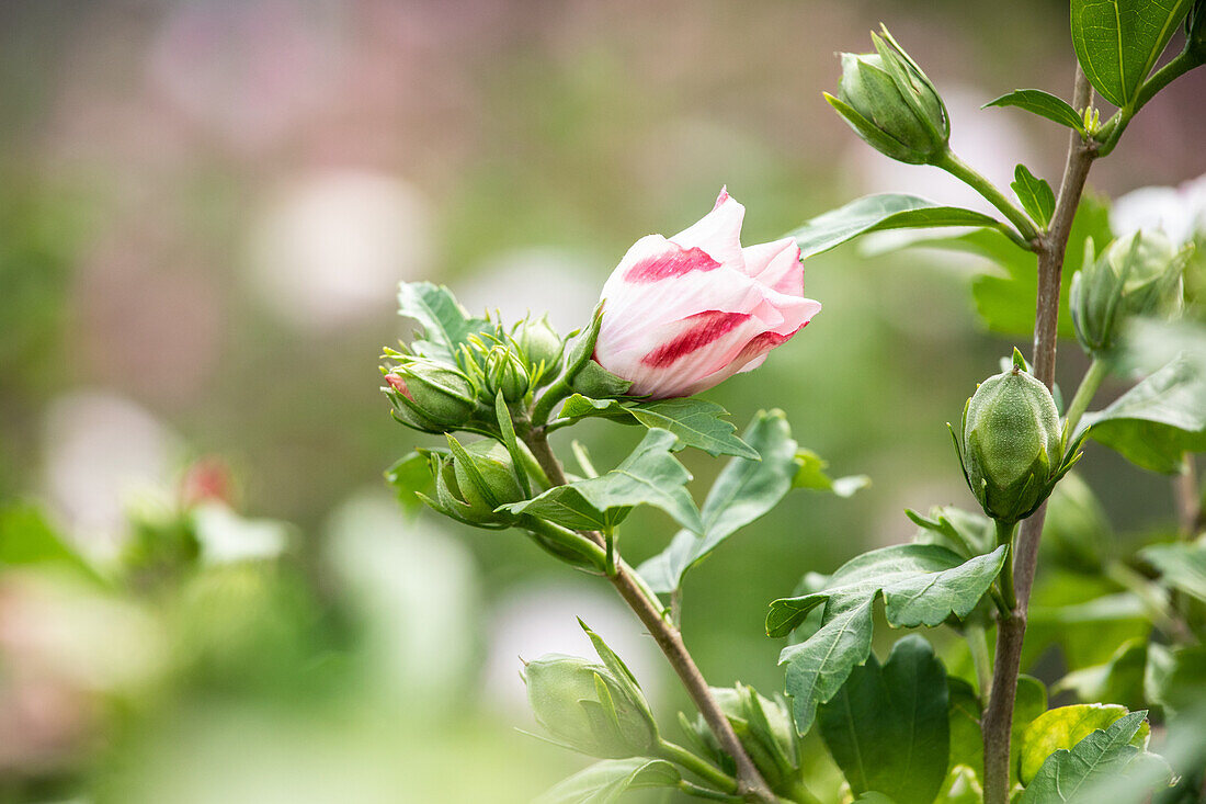 Hibiscus syriacus 'Hamabo'