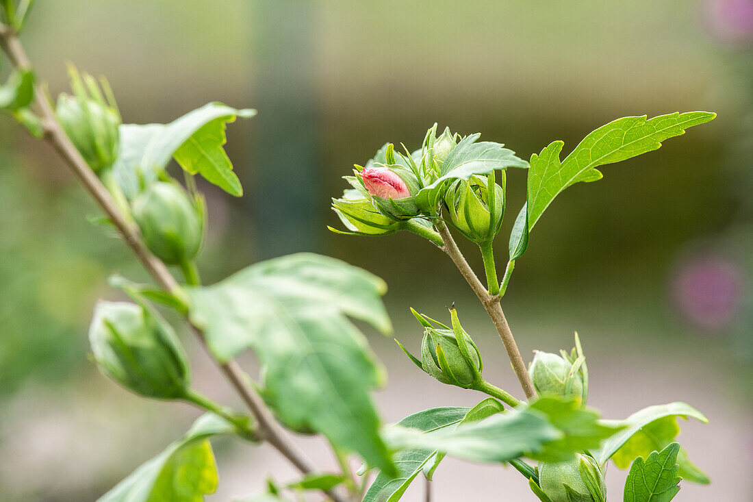 Hibiscus syriacus 'Hamabo'