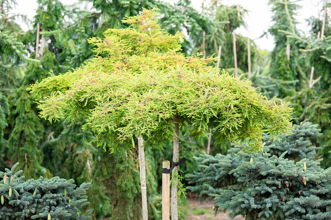 Taxodium distichum 'Secrest', trunk