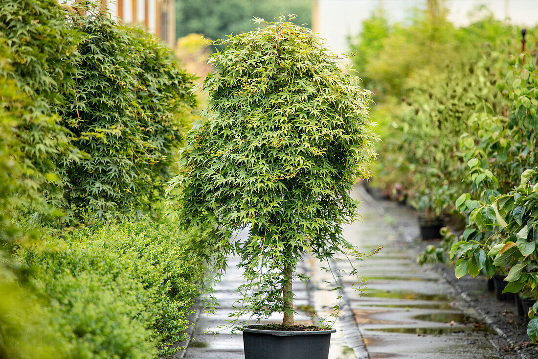 Acer palmatum 'Ryu sei'