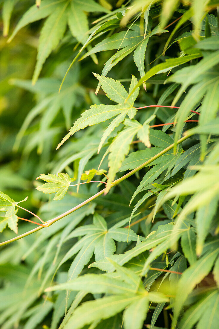 Acer palmatum 'Ryusen'