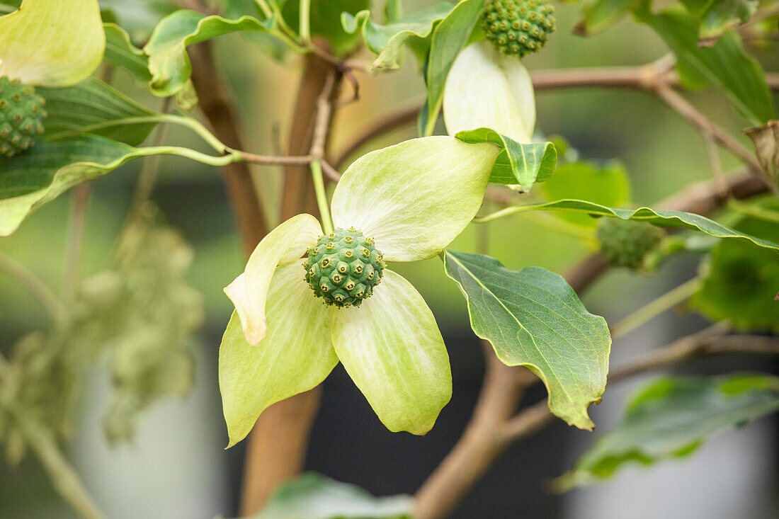 Cornus kousa 'White Fountain'