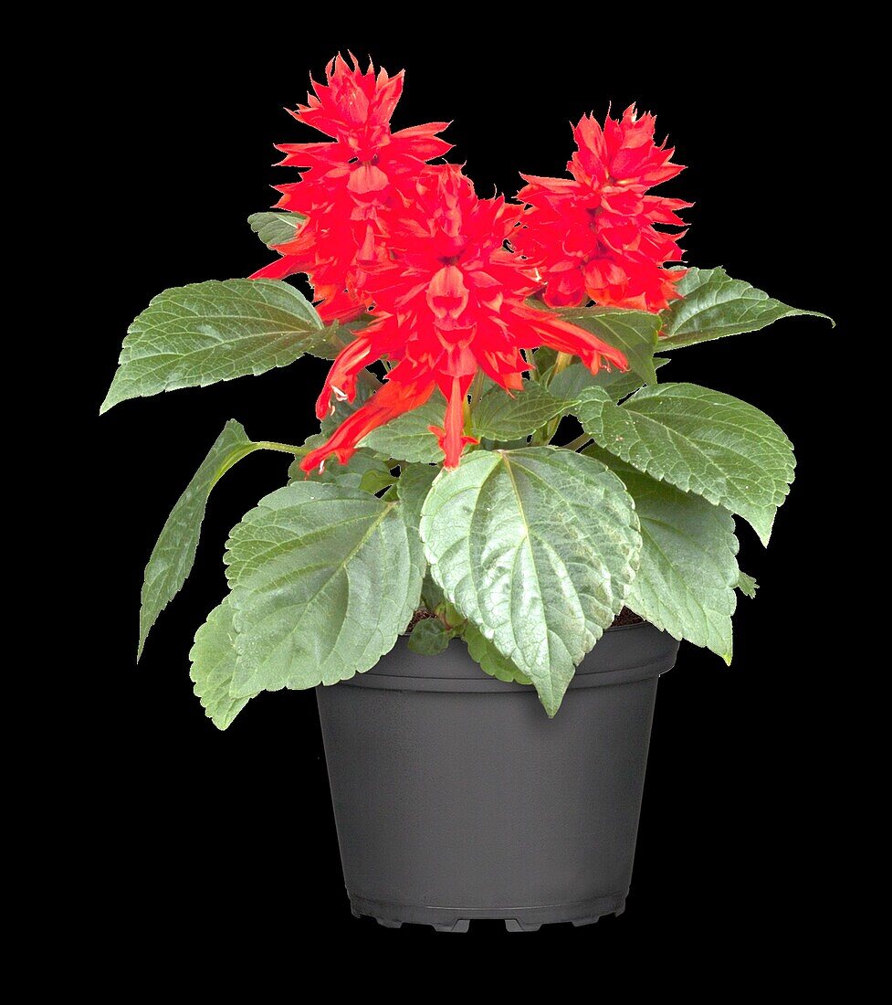 Salvia splendens, red