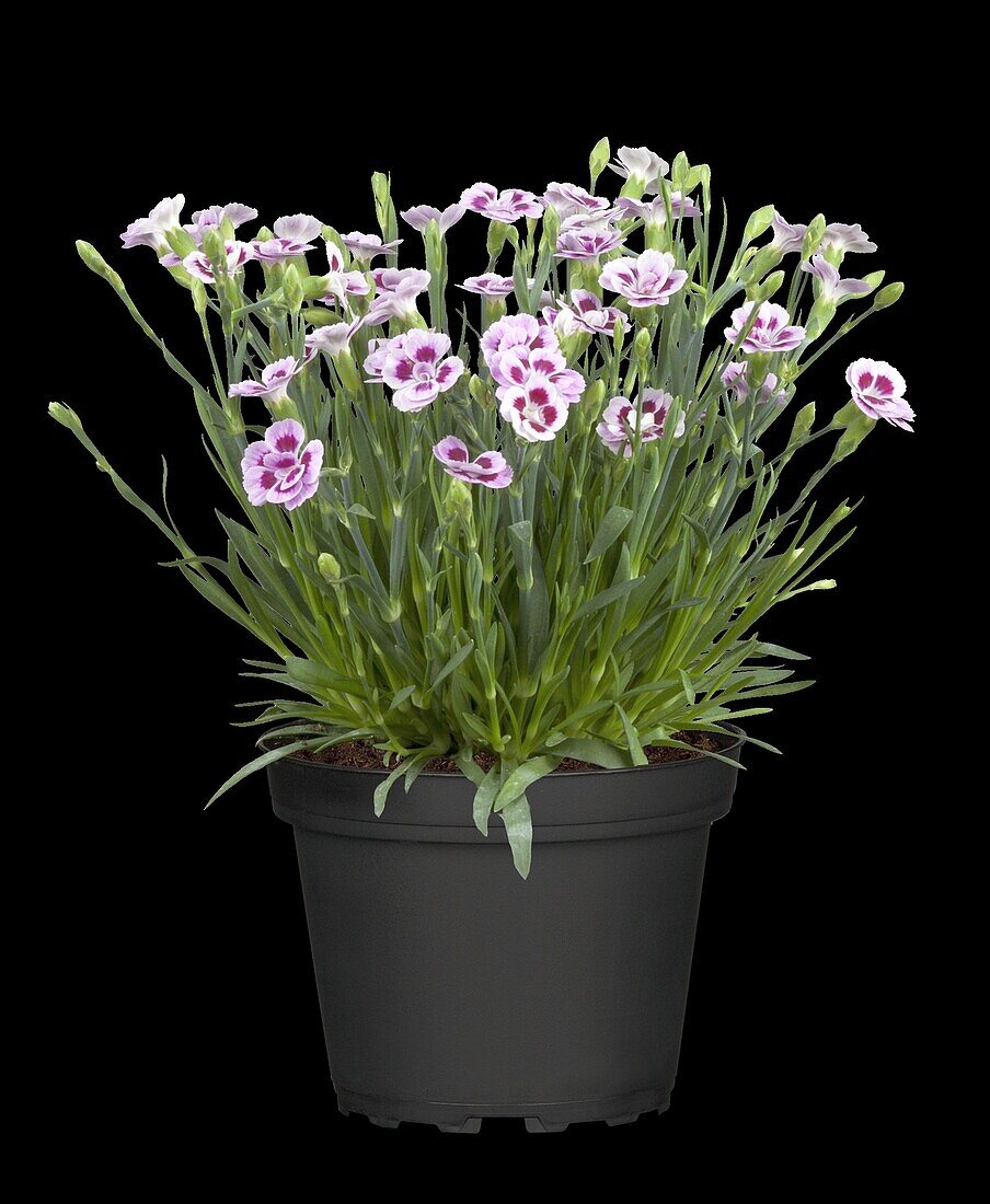 Dianthus caryophyllus