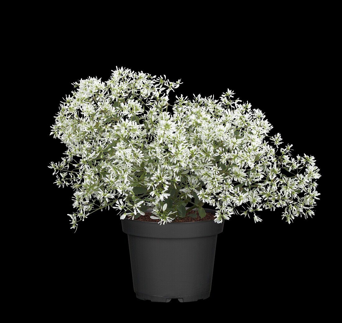 Euphorbia hypericifolia 'Diamond Frost'(s)