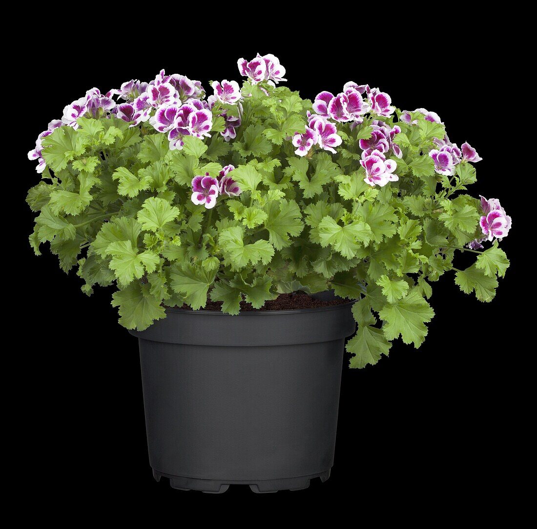 Pelargonium crispum