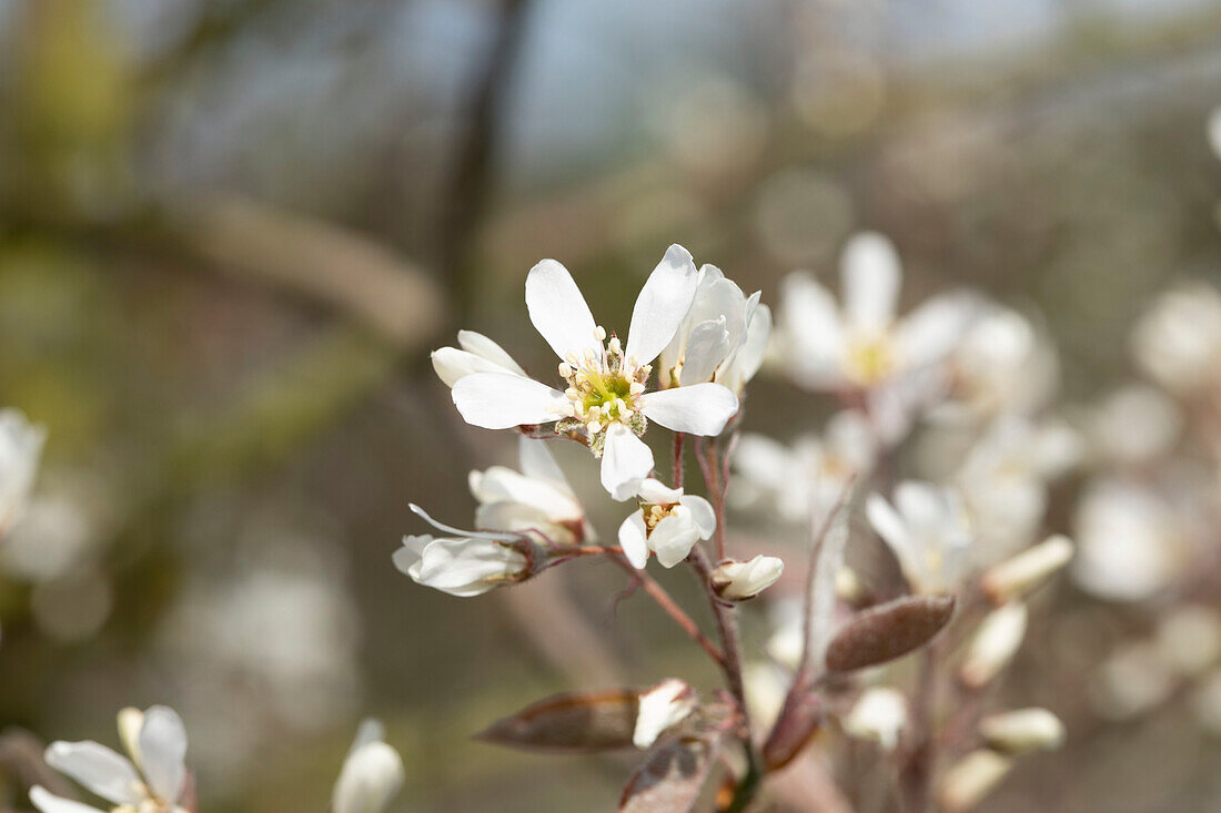 Amelanchier lamarckii