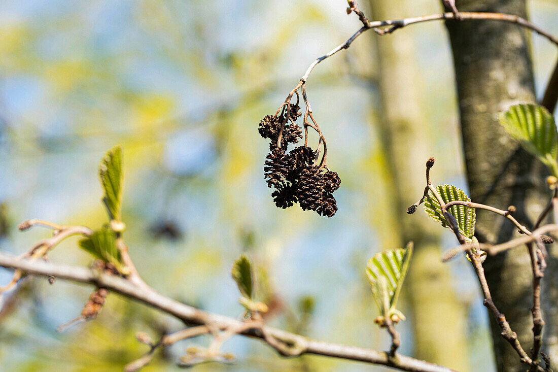 Alnus cordata