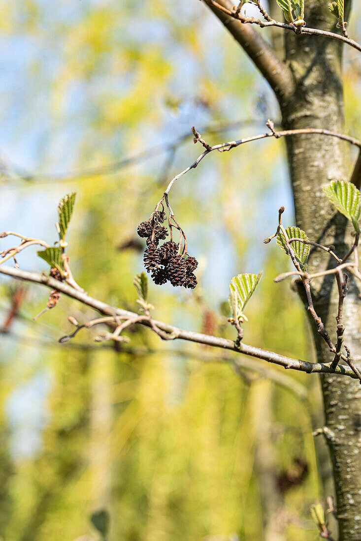 Alnus cordata