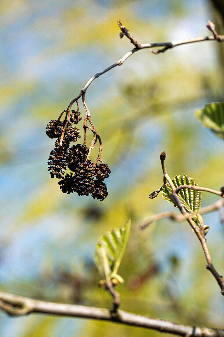 Alnus cordata