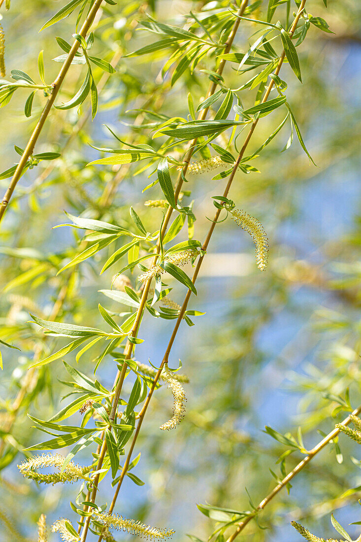 Salix alba 'Tristis'