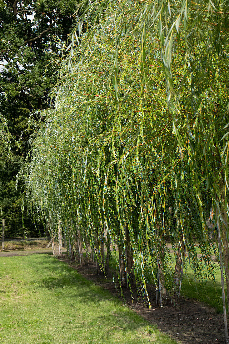 Salix alba 'Tristis'