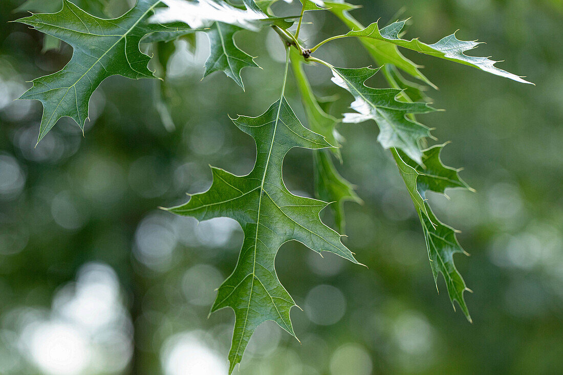 Quercus coccinea