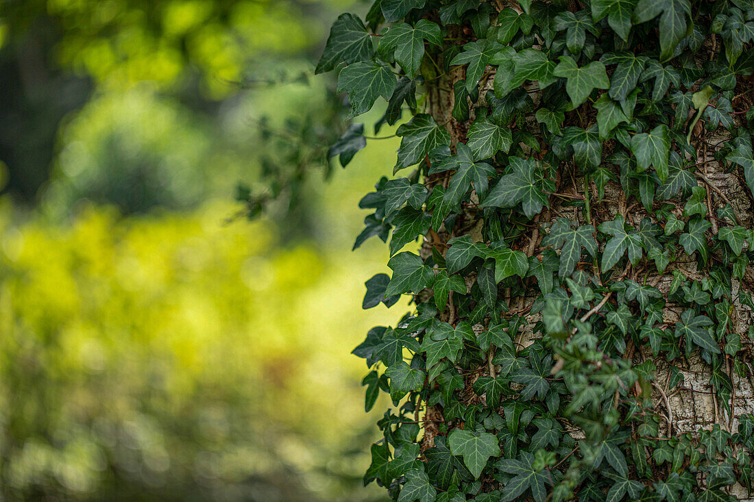 Hedera helix