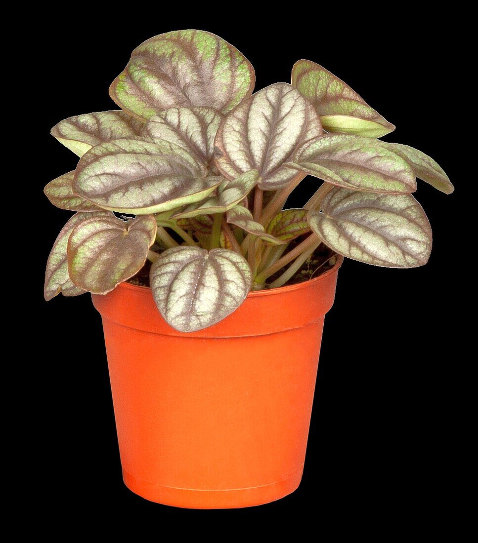 Peperomia griseoargentea