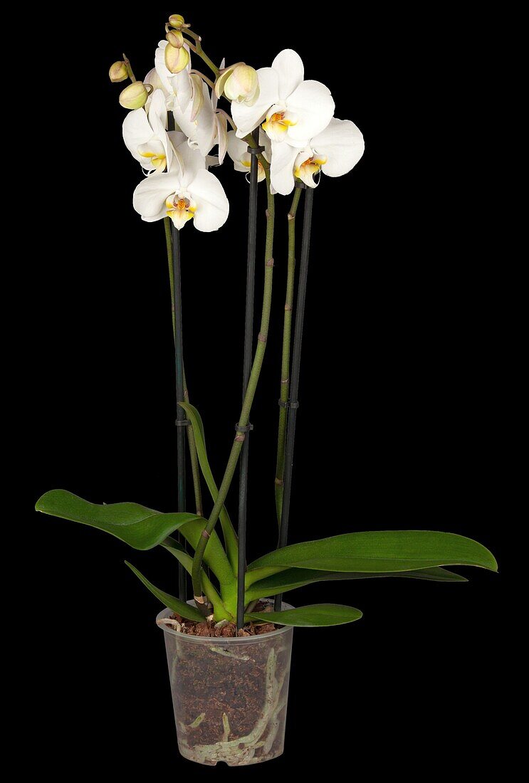 Phalaenopsis, weiß