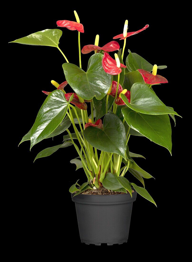 Anthurium x andreanum, red