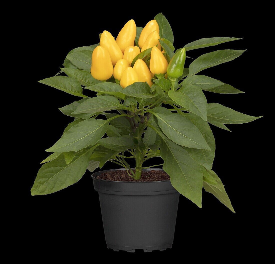 Capsicum annuum var. minimum, yellow