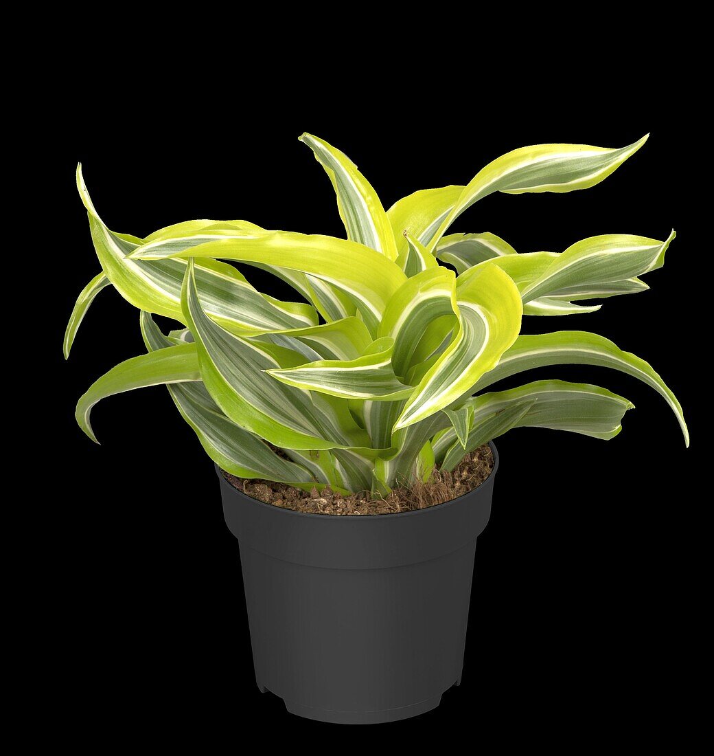 Dracaena fragrans 'Lemon Lime'