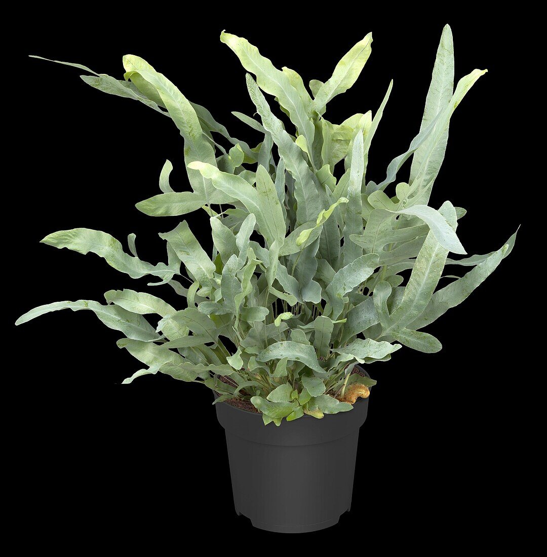 Phlebodium aureum 'Blue Star'