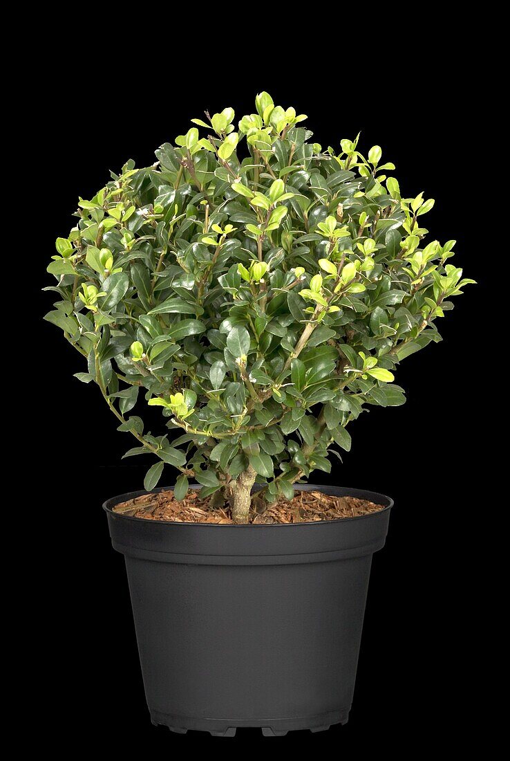 Ilex crenata 'Robustico', globe