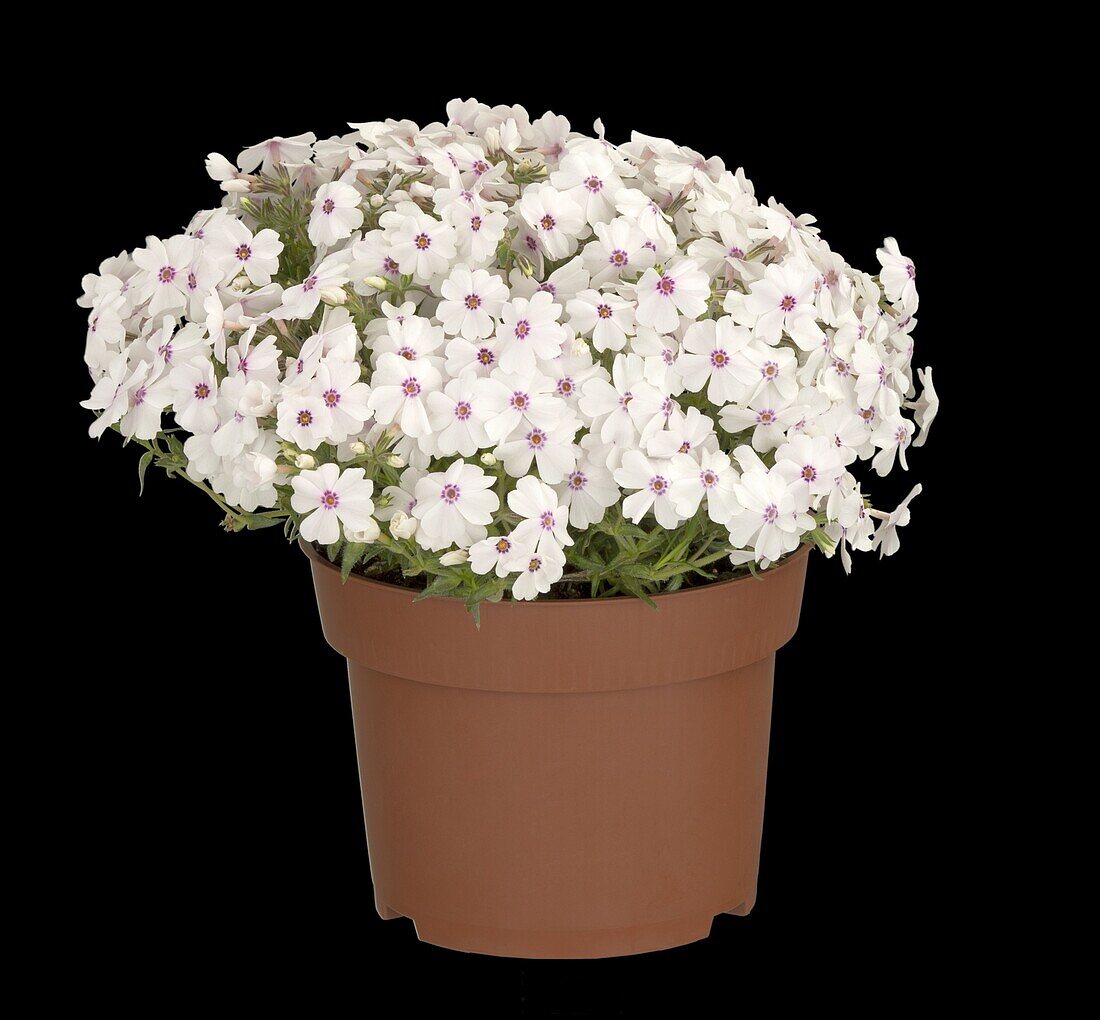 Phlox subulata, white