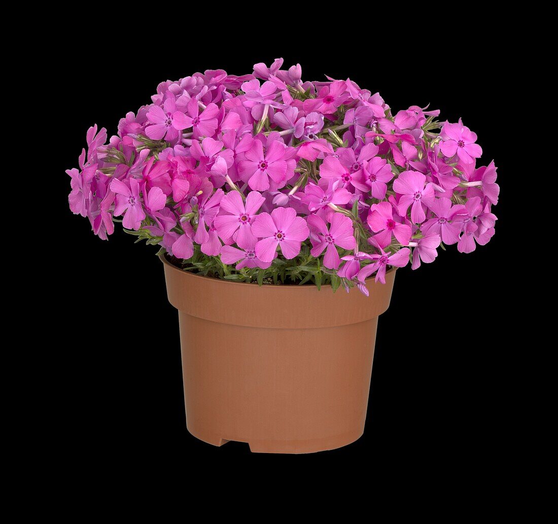 Phlox subulata, pink