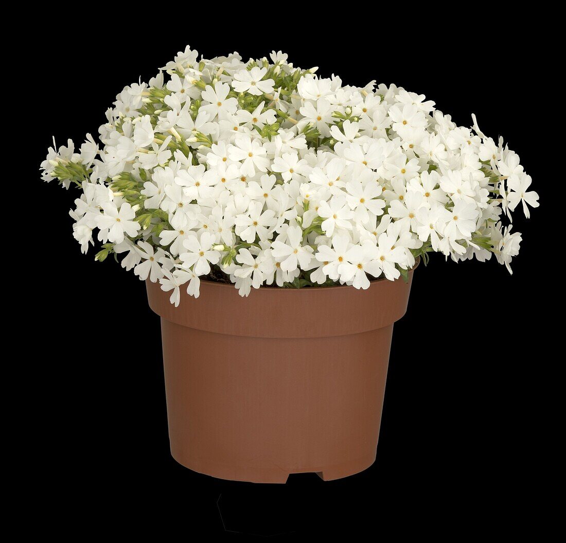 Phlox subulata, white