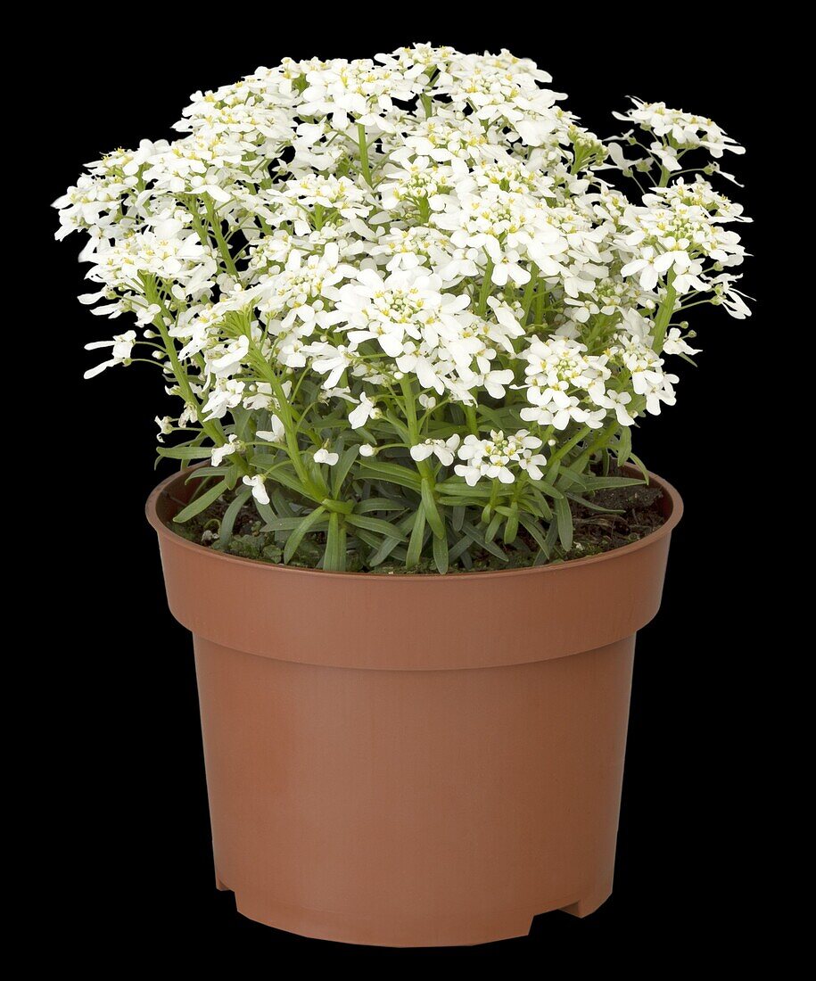 Iberis sempervirens 'Snowdrift'