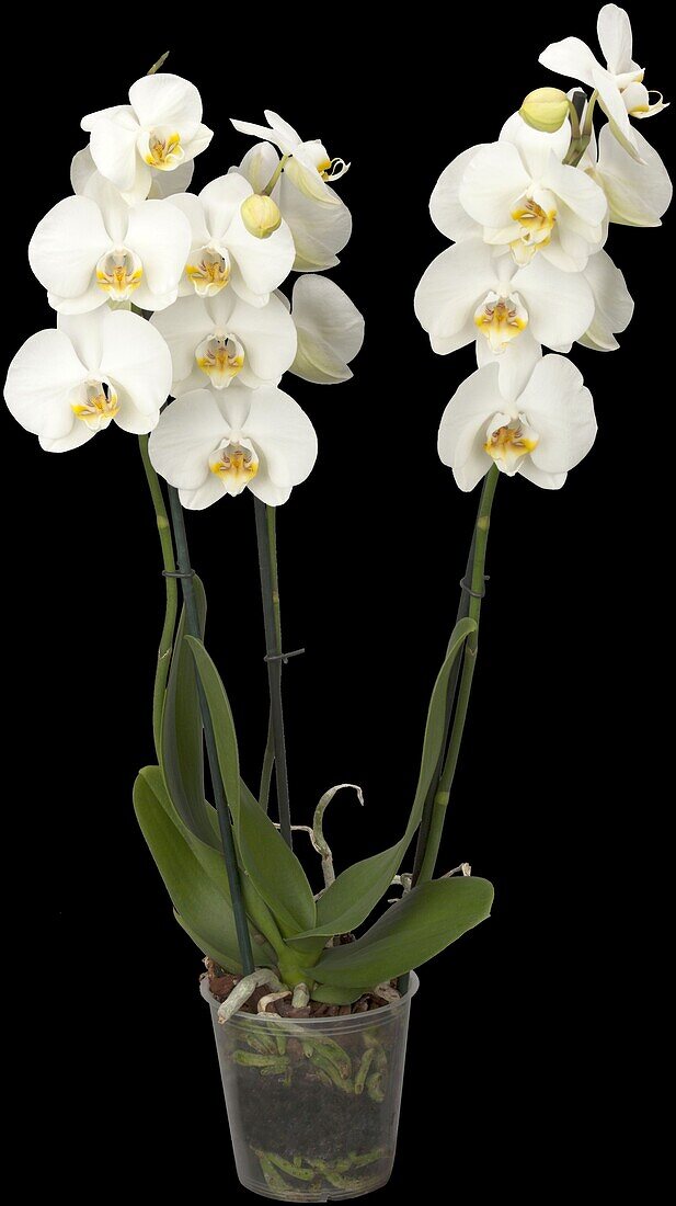 Phalaenopsis 'Dame Blanche'