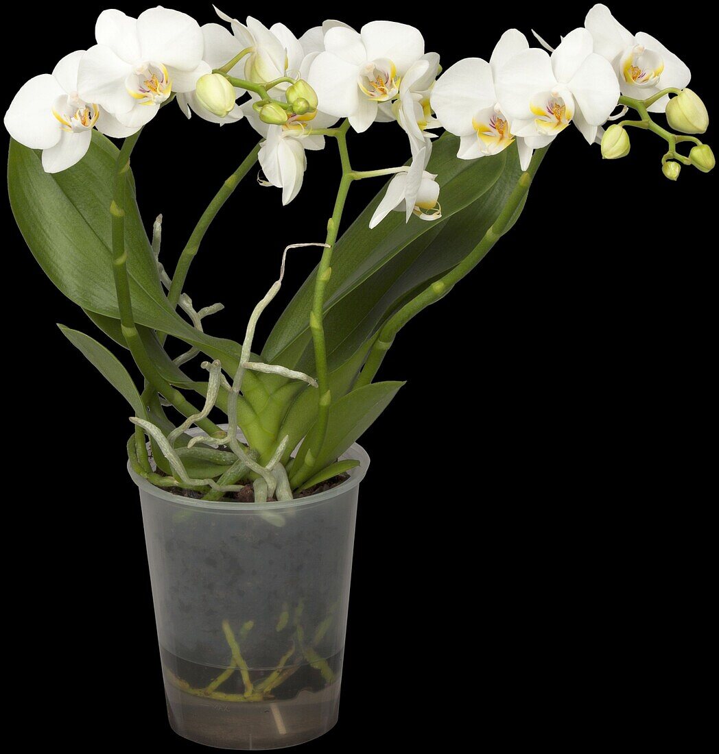 Phalaenopsis 'Dover'