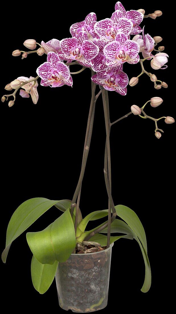 Phalaenopsis 'Kolibri'
