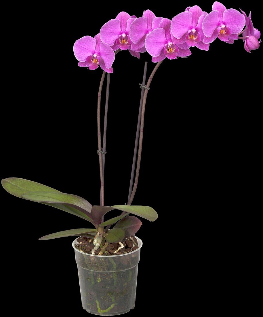 Phalaenopsis, pink