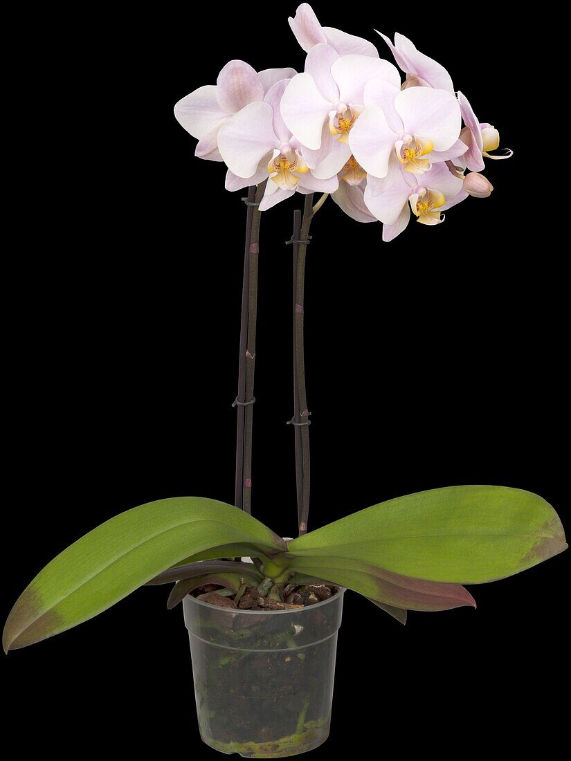 Phalaenopsis, light pink