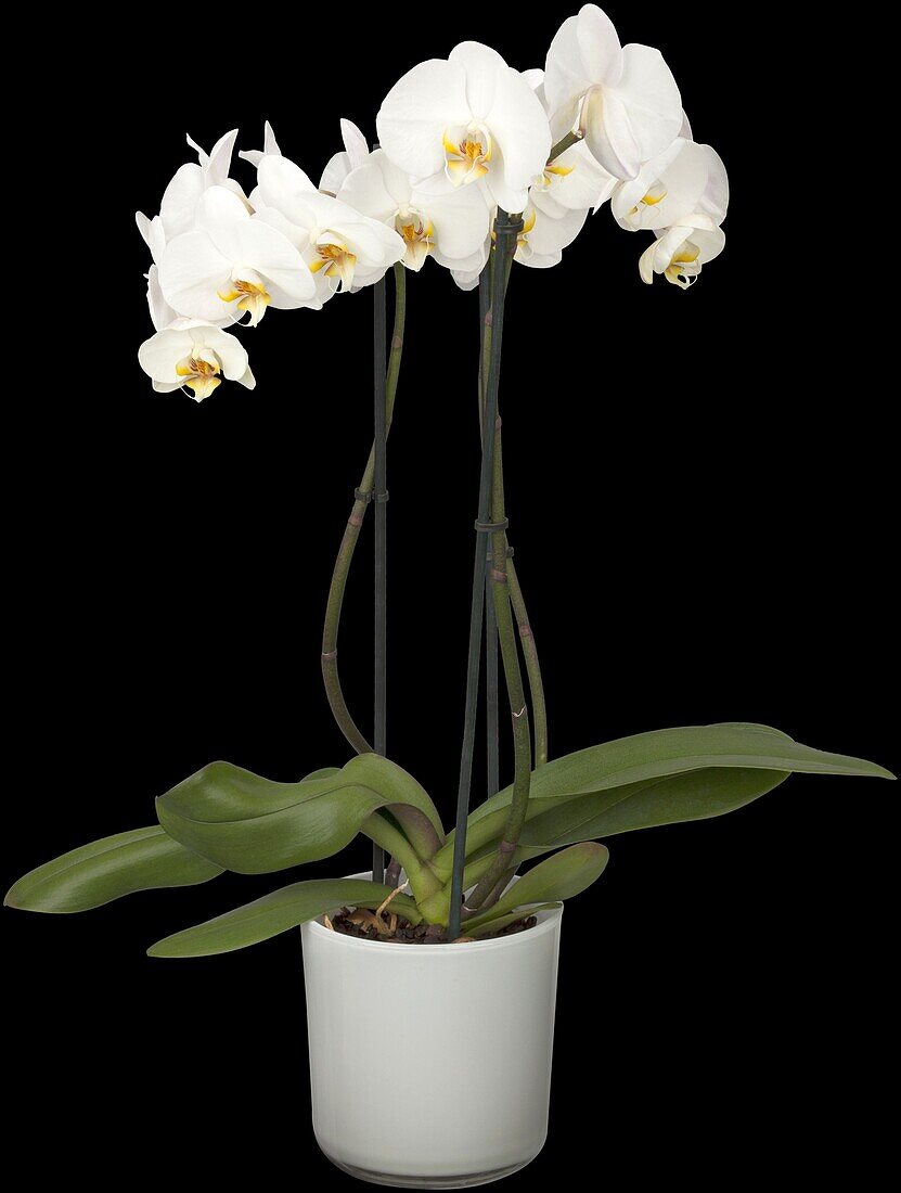 Phalaenopsis, weiß