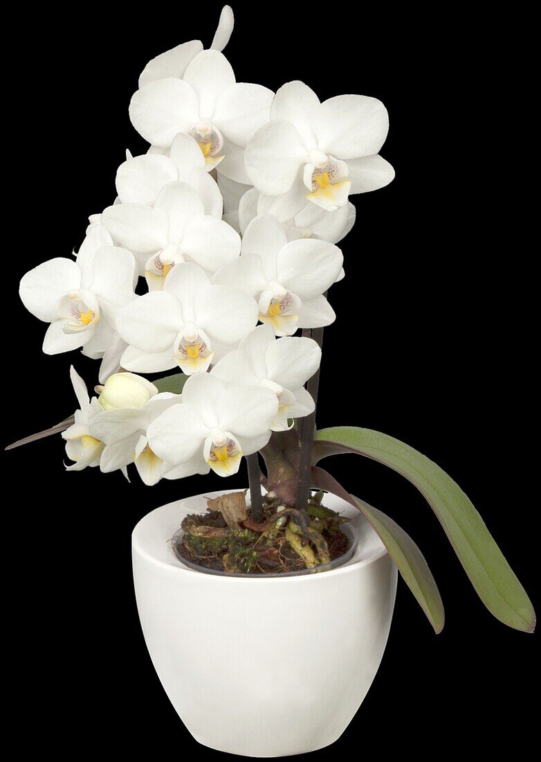 Phalaenopsis 'Little Lady'