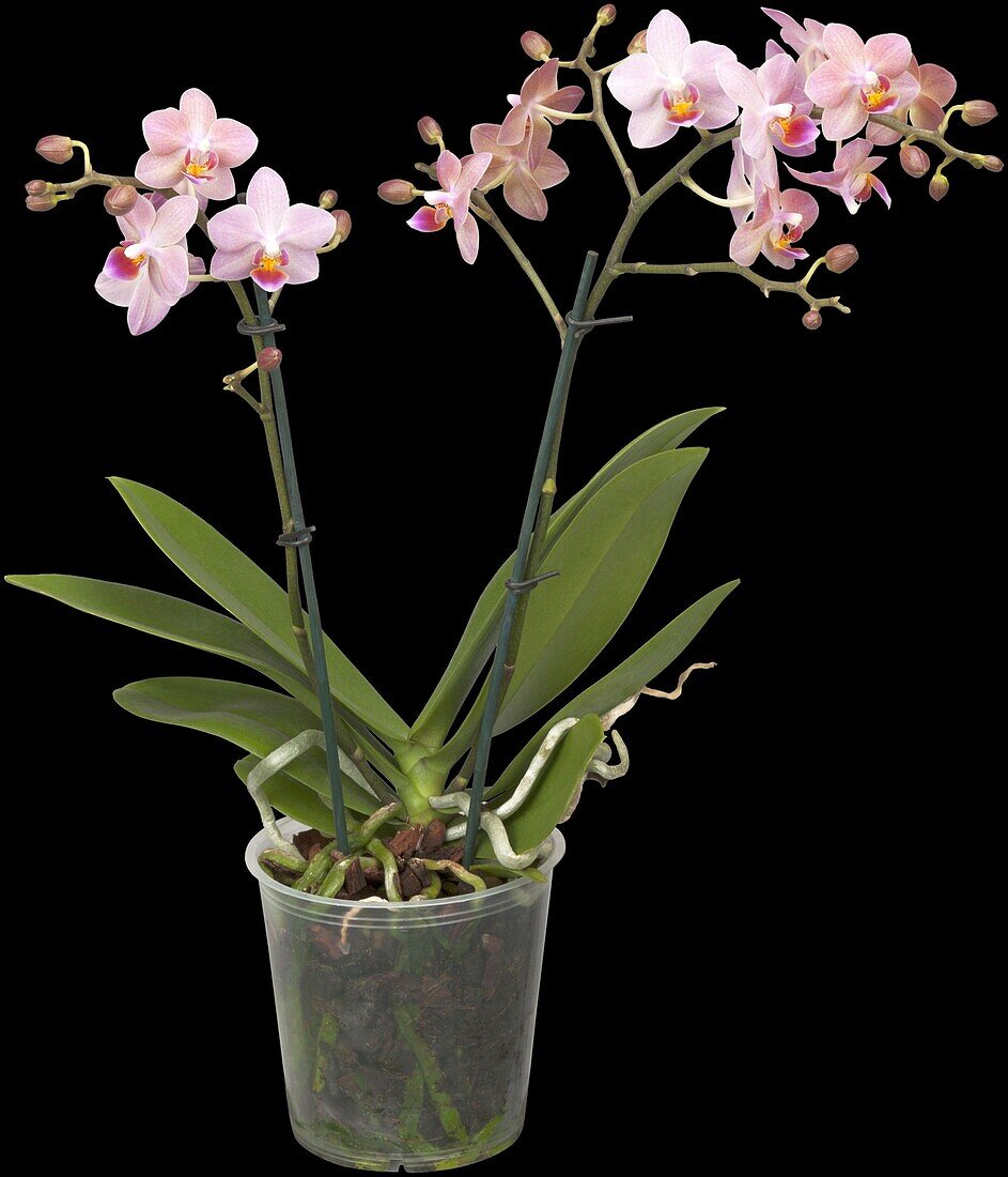 Phalaenopsis multiflora, pink