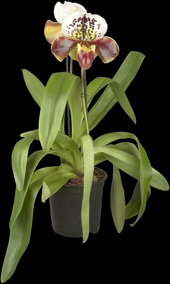 Paphiopedilum 'Ami Dürbusch'