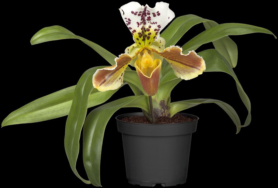 Paphiopedilum 'Ami Dürbusch'